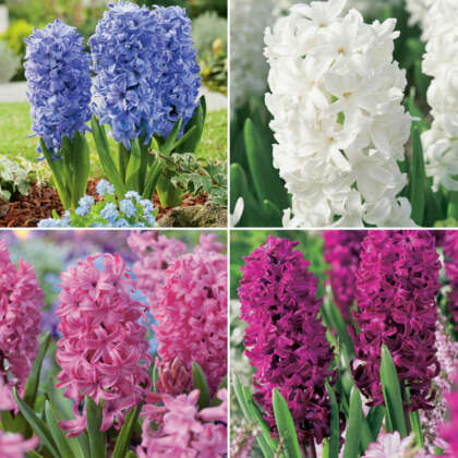 Hyacinth Bulbs Collection