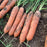 Seed - Carrot Marion F1