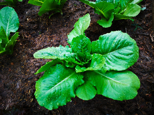 Seed  - Lettuce (Cos) Crisp Mint