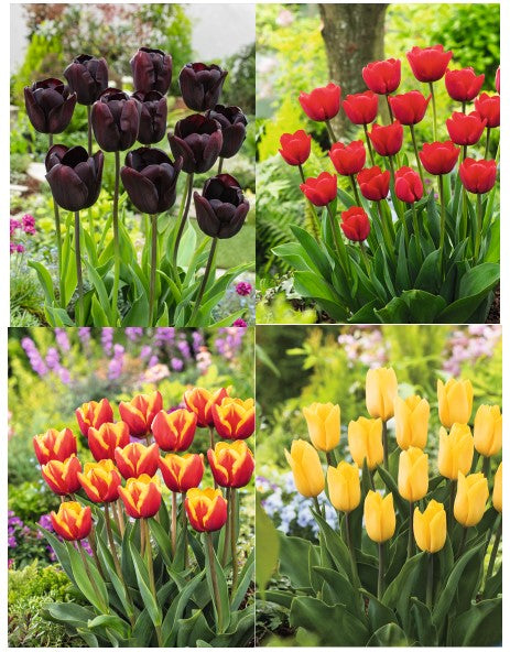 Tulip Blaze Bulbs Collection