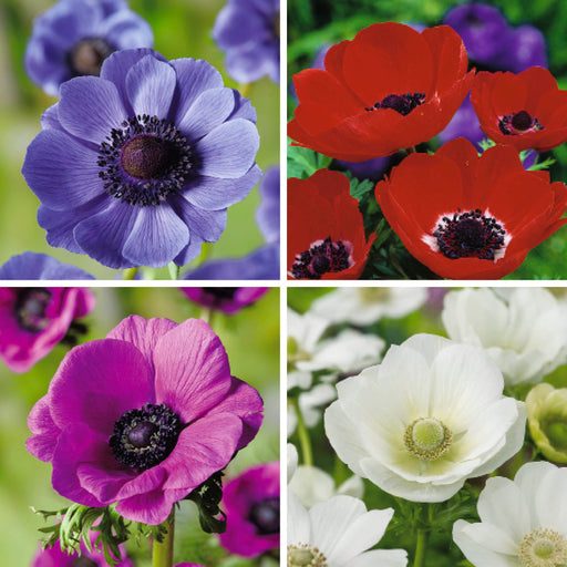 Anemone Poppy Bulbs Collection