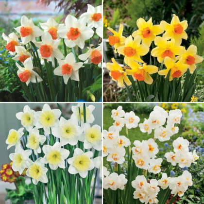 Daffodil Garden Bulbs Collection