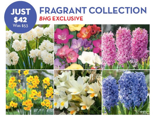 Fragrant Bulbs Collection