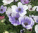 Anemone Poppy Bicolour Bulbs