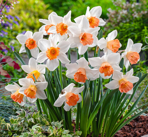 Daffodil Accent Bulbs