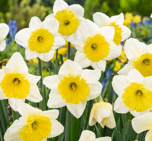 Daffodil Ice Follies Bulbs