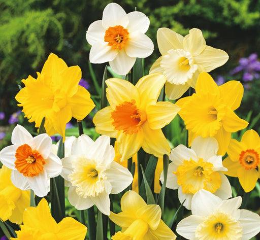 Daffodil Premium Mixed Bulbs