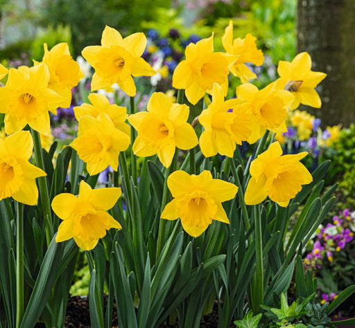 Daffodil Yellow Trumpet Bulbs