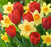 Daffodil & Tulip Bulbs Blend