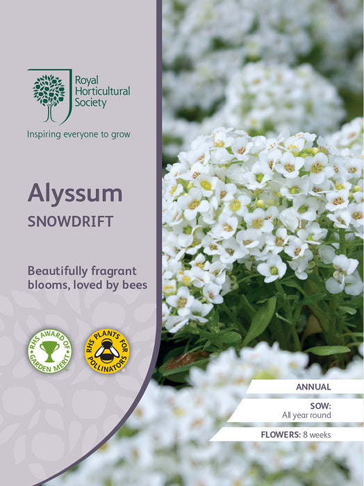 Seed  - Alyssum Snowdrift