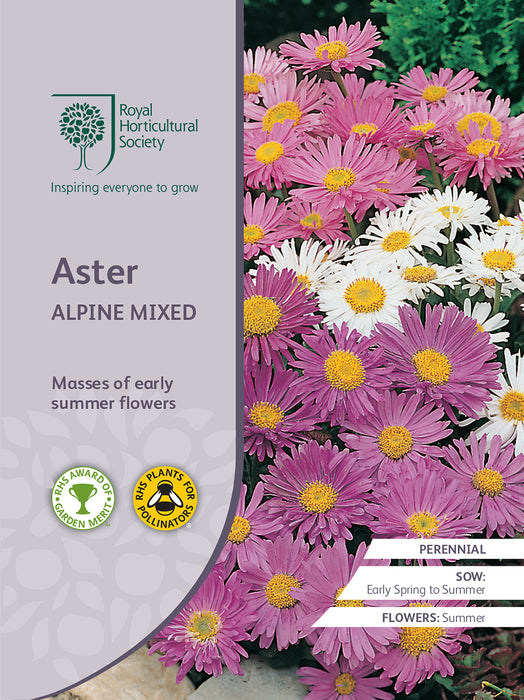 Seed  - Aster Alpine Mixed