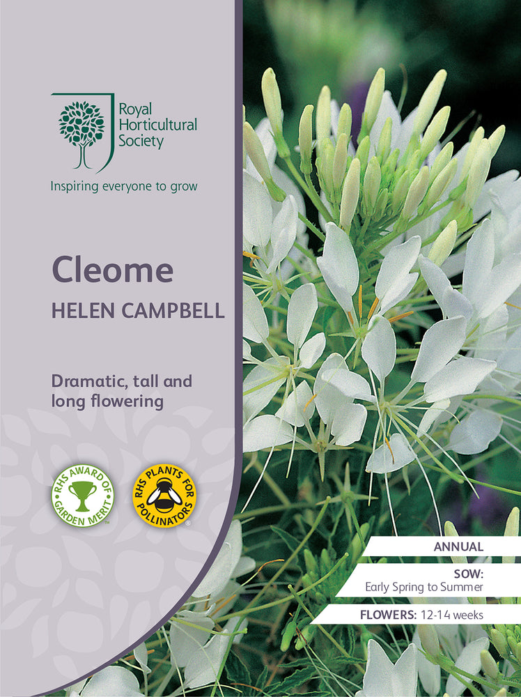 Seed  - Cleome Helen Campbell