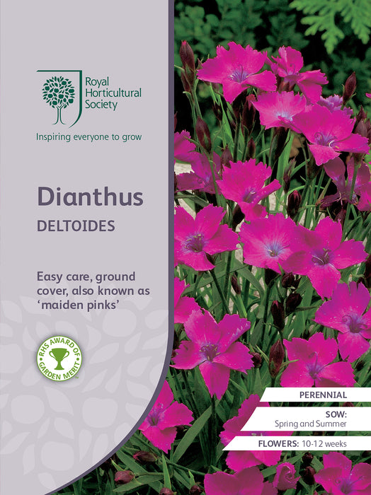 Seed  - Dianthus Deltoides