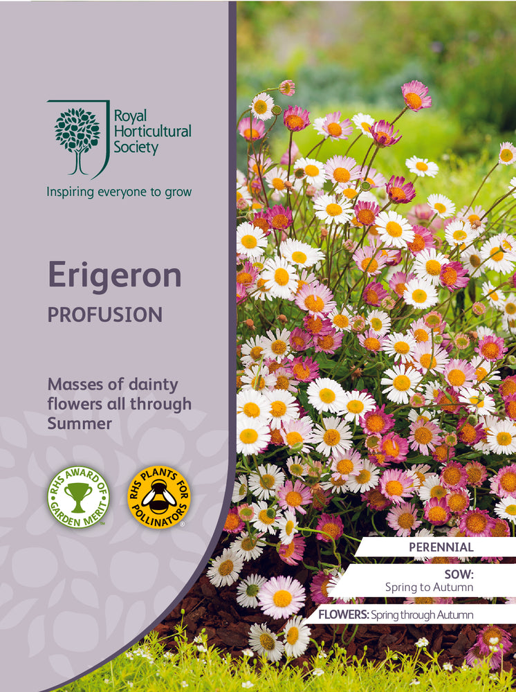 Seed  - Erigeron Profusion