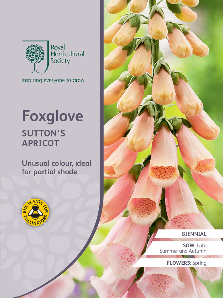 Seed  - Foxglove Sutton's Apricot