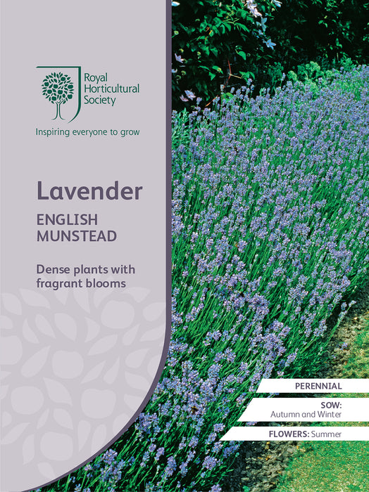 Seed  - Lavender English Munstead