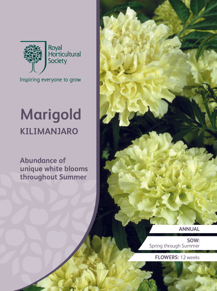 Seed  - Marigold Kilimanjaro