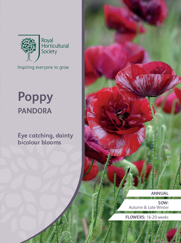 Seed  - Poppy Pandora