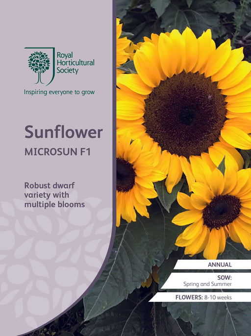 Seed  - Sunflower Microsun F1