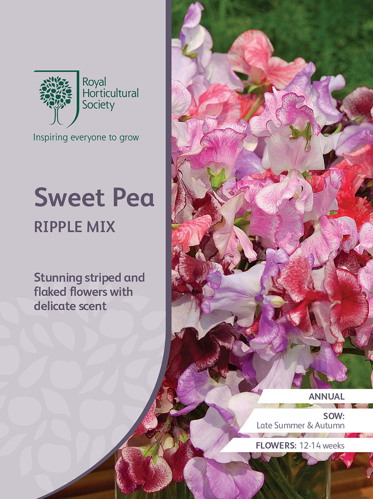 Seed  - Sweet Pea Ripple Mix