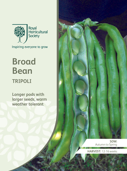 Seed - Broad Bean Tripoli