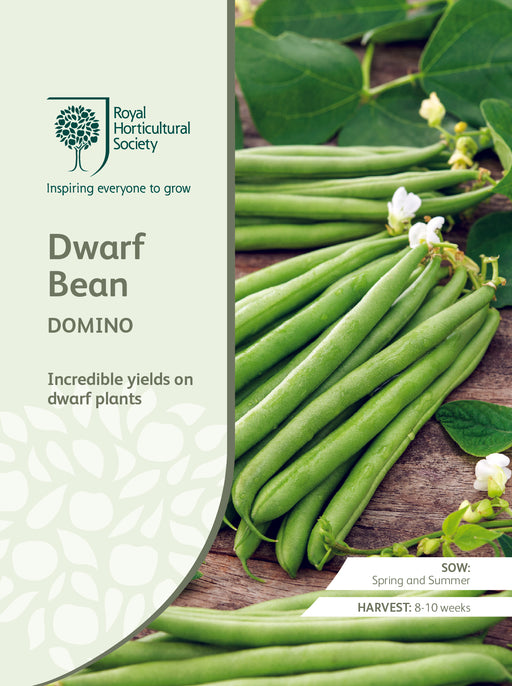 Seed - Dwarf Bean Domino