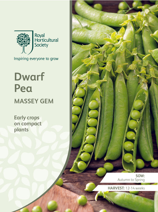 Seed - Dwarf Pea Massey Gem