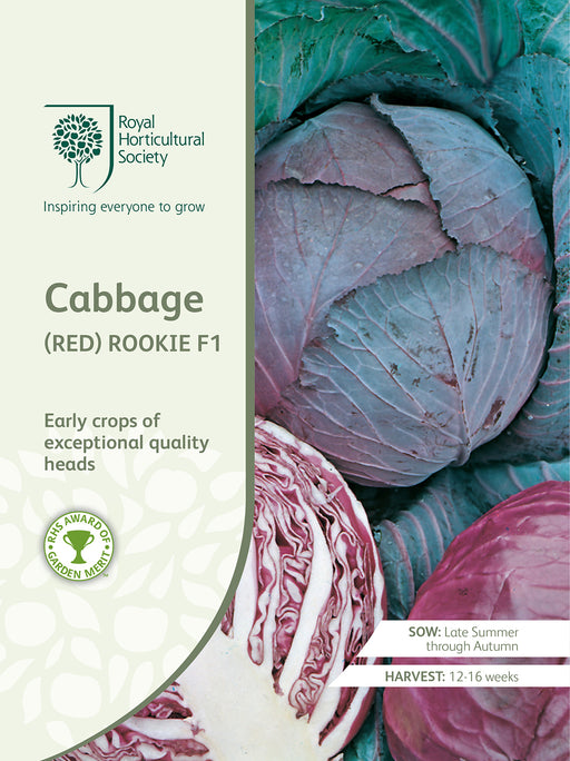 Seed - Cabbage (Red) Rookie F1