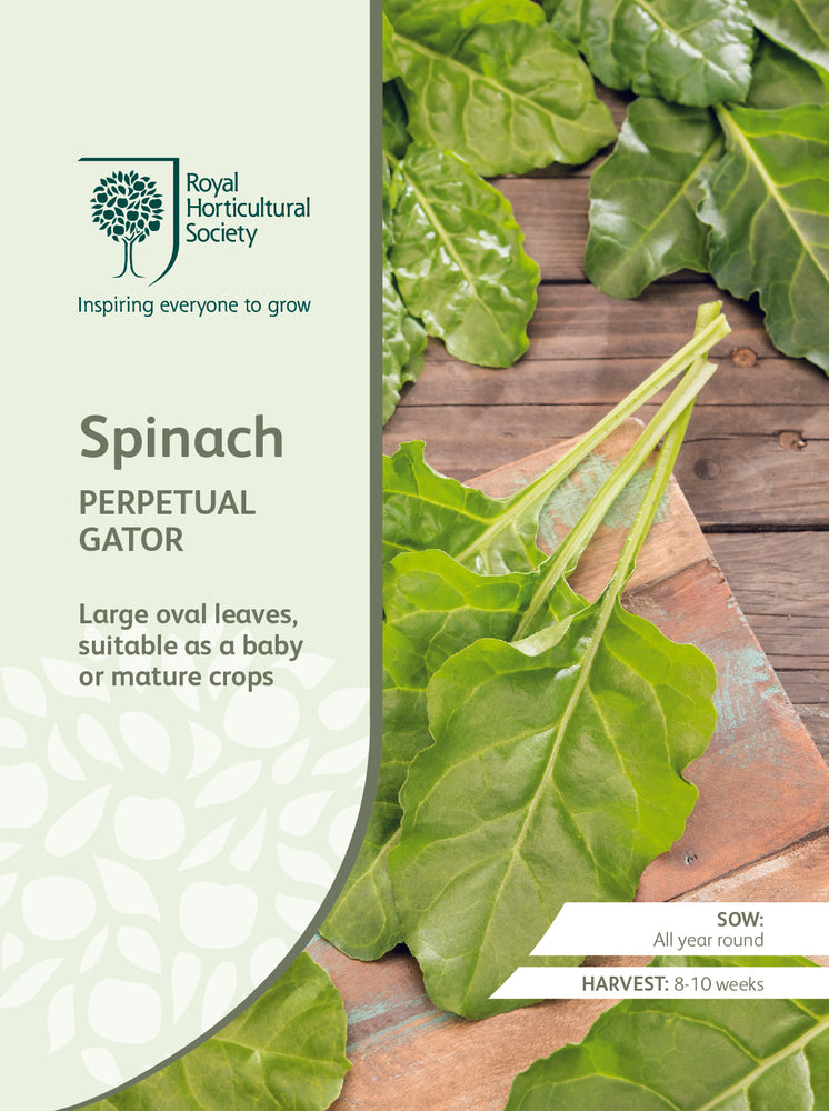 Seed - Spinach Perpetual Gator