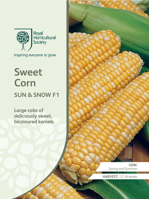 Seed - Sweet Corn Sun & Snow F1