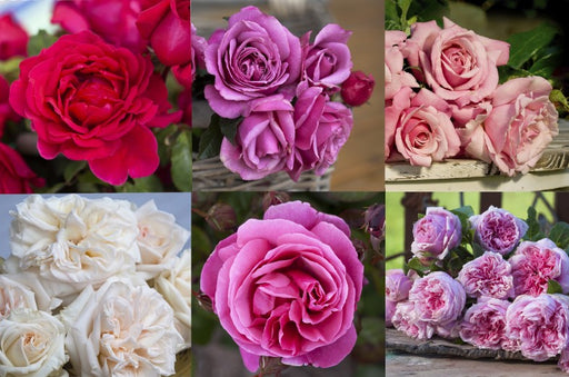 Abundance Perfume Rose Collection (Bare rooted)