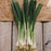 Seed - Spring Onion Matrix