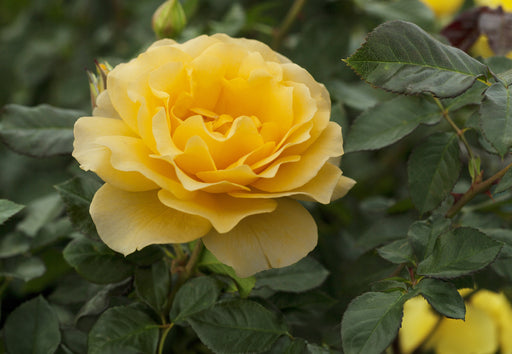 The Golden Child Rose (Bare rooted)