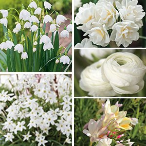 Wickedly White Bulbs Collection