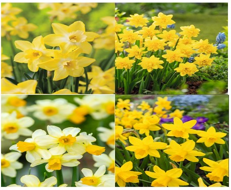 Mini Daffodil Bulbs Collection