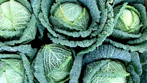 Seed - Cabbage (Savoy) Tundra F1