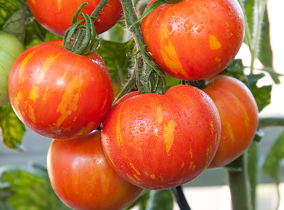 Seed - Tomato Tigerella