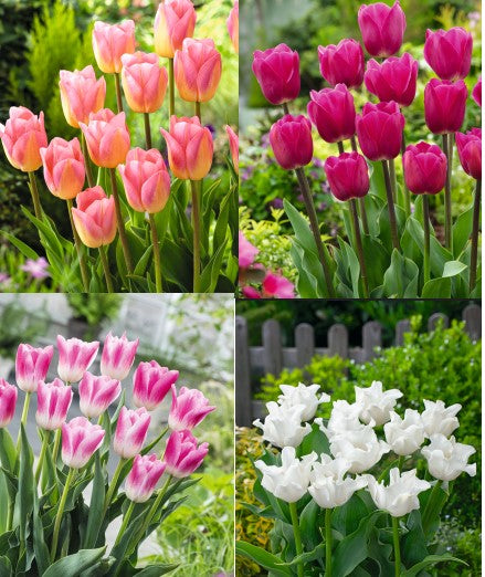 Tulip Blush Bulbs Collection