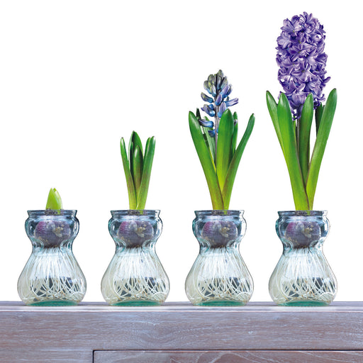 Hyacinth Vase Kit
