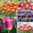 Tulip Triumph Bi Colour Collection